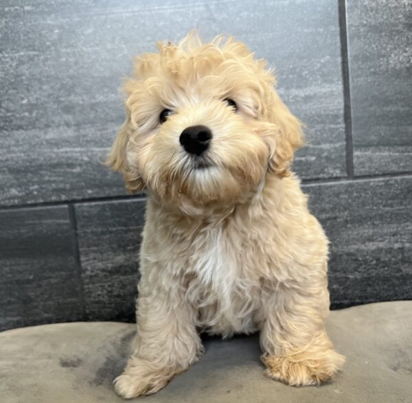 [#251363-01]  - Apricot M Maltese/Poodle Mini Puppies for Sale