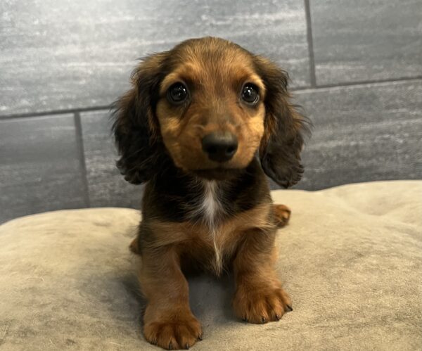 [#25389-02]  - M Dachshund Puppies for Sale