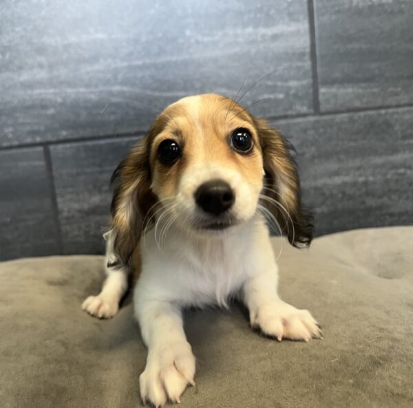 [#M07237]  - Red and White F Chiweenie Puppies for Sale