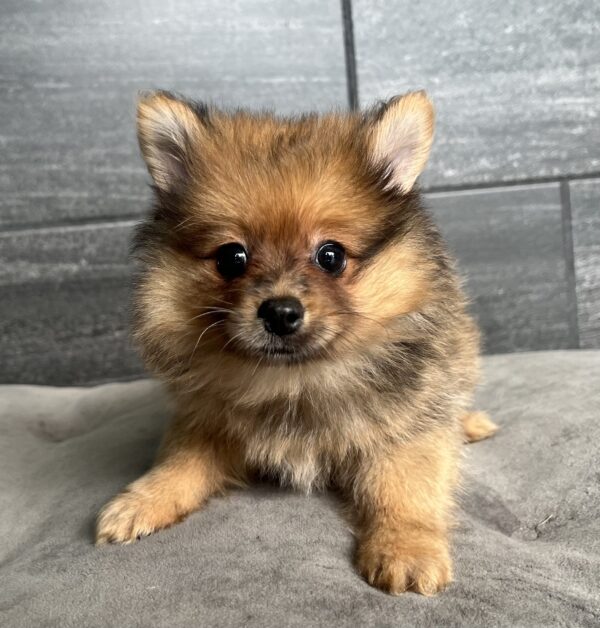 [#M09783]  - Red Sable M Pomeranian Puppies for Sale
