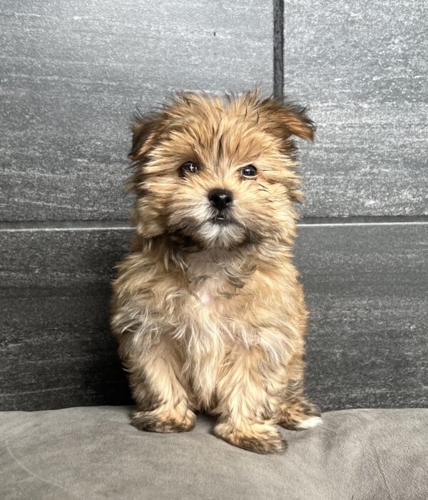 [#25404-03]  - M Morkie Puppies for Sale