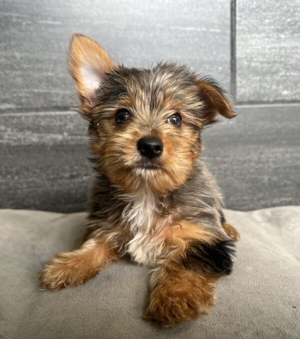 [#25413-01]  - Blue Merle M Yorkshire Terrier Puppies for Sale