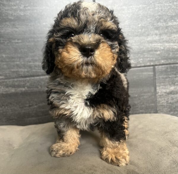 [#251920-02]  - Black White / Tan M Bernedoodle Mini 2nd Gen Puppies for Sale
