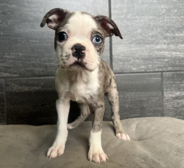 [#252015-01]  - Blue Merle / White M Boston Terrier Puppies for Sale