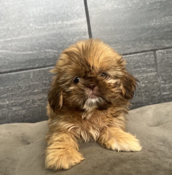 [#25693-05]  - Sable F Shih Tzu Puppies for Sale