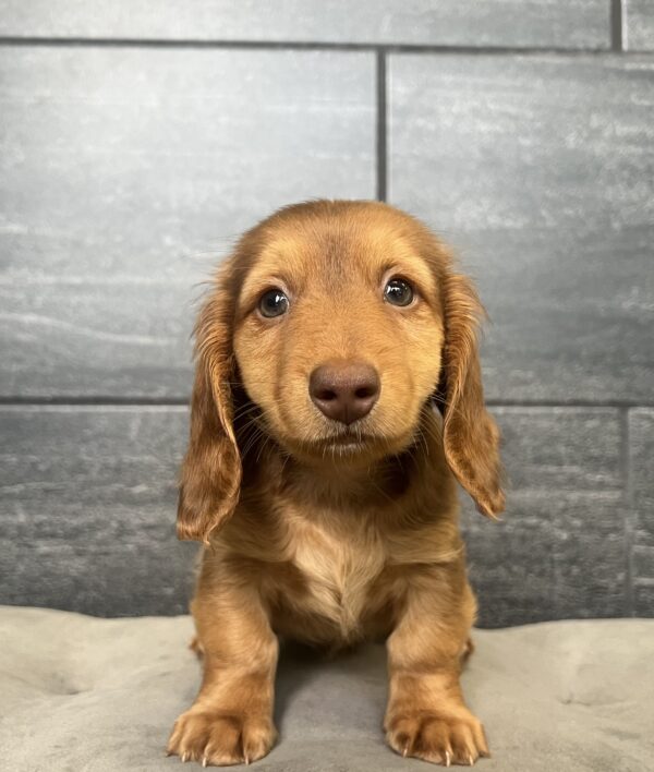 [#25677-04]  - Chocolate M Dachshund Puppies for Sale