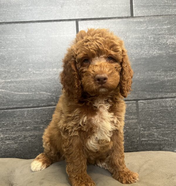 [#252026-03]  - Red M Goldendoodle Mini 2nd Gen Puppies for Sale