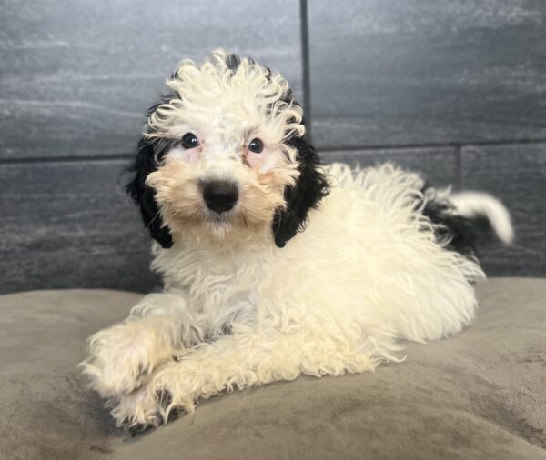 [#251598-08]  - White F Bernedoodle Mini 2nd Gen Puppies for Sale