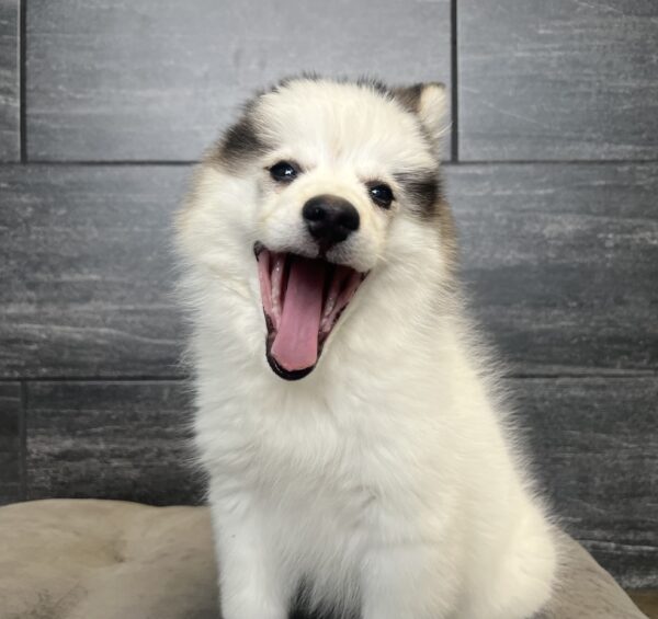 [#251578-05]  - Black / White F Pomsky Puppies for Sale