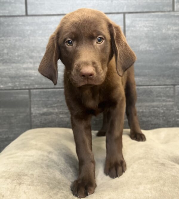 [#252044-05]  - Chocolate F Labrador Retriever Puppies for Sale