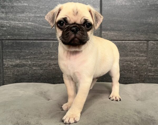 [#251477-02]  - Fawn M Pug Puppies for Sale