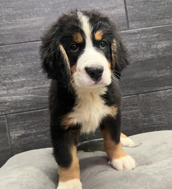 [#251859-01]  - Black Rust / White M Bernese Mountain Dog Puppies for Sale