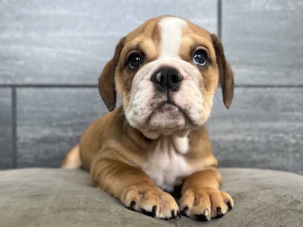 [#25167-01]  - Red Merle M Bulldog Puppies for Sale