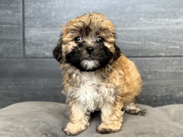 [#251523-02]  - Brown M ShihPoo Puppies for Sale