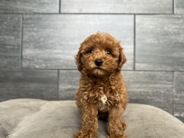 [#251582-05]  - Red F Poodle Puppies for Sale