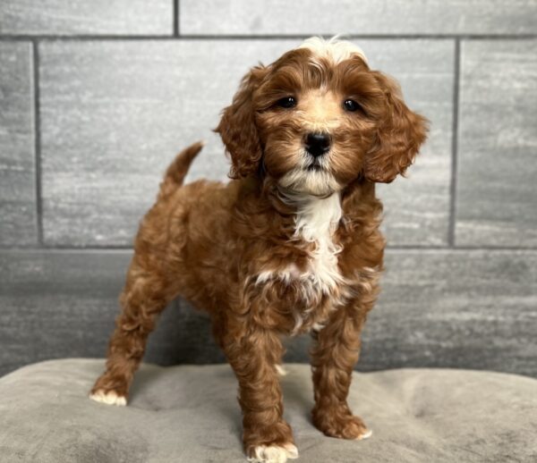 [#251923-04]  - Dark Red F Goldendoodle Mini F1b Puppies for Sale