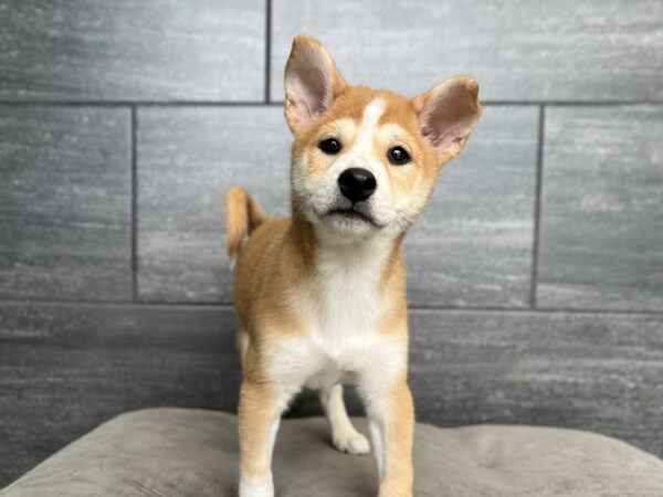 [#251809-05]  - Red Sesame M Shiba Inu Puppies for Sale