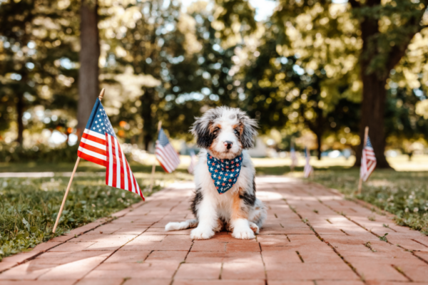 National Spoil Your Dog Day: Yes, They Deserve It (Every. Single. Day.)