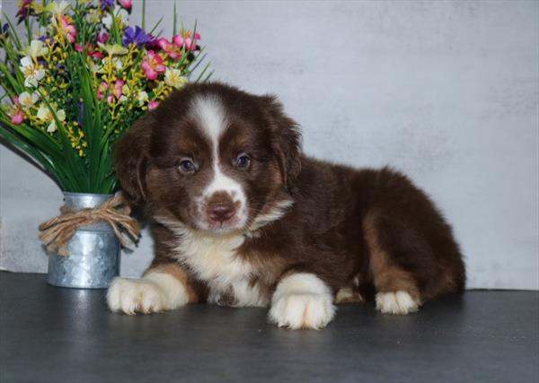 [#251869-02]  - Red F Miniature Australian Shepherd Puppies for Sale