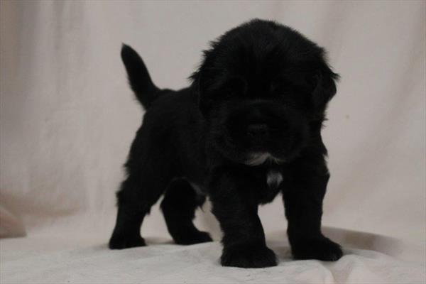 [#251557-03]  - Black M Hippo Mini Puppies for Sale