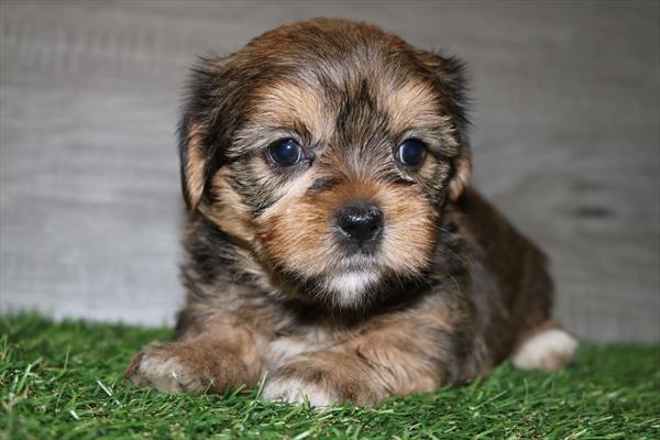 [#251662-03]  - Brown F Shorkie Puppies for Sale