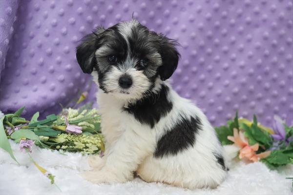 [#25432-01]  - Black / White M Coton de Tulear Puppies for Sale