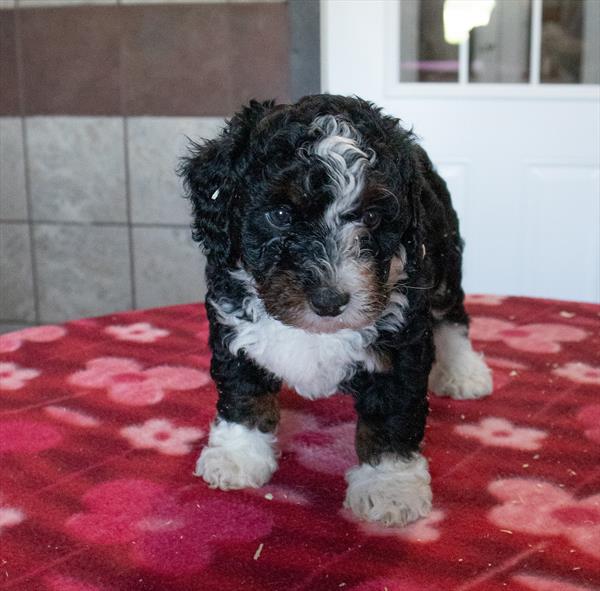 [#252199-02]  - Black F Bernedoodle Mini 2nd Gen Puppies for Sale
