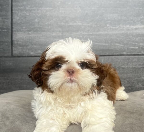 [#252285-02]  - Brown / White M Shih Tzu Puppies for Sale