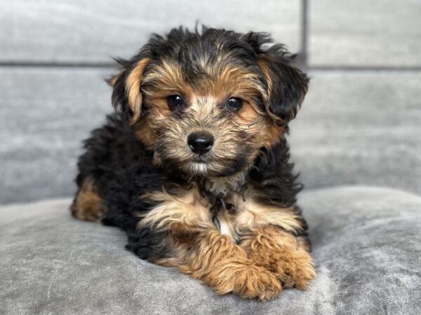 [#252163-03]  - Black / Tan M Yorkiepoo Puppies for Sale