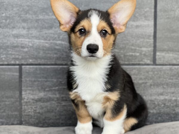 [#251943-01]  - Black M Pembroke Welsh Corgi Puppies for Sale