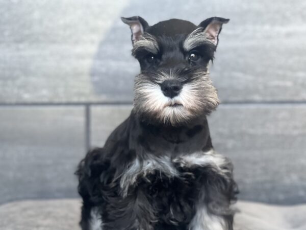 [#251485-03]  - Black / Silver M Miniature Schnauzer Puppies for Sale