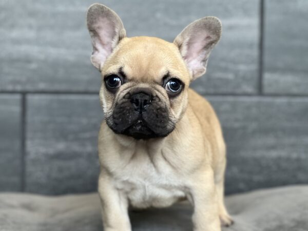[#M09188]  - Fawn M French Bulldog Puppies for Sale