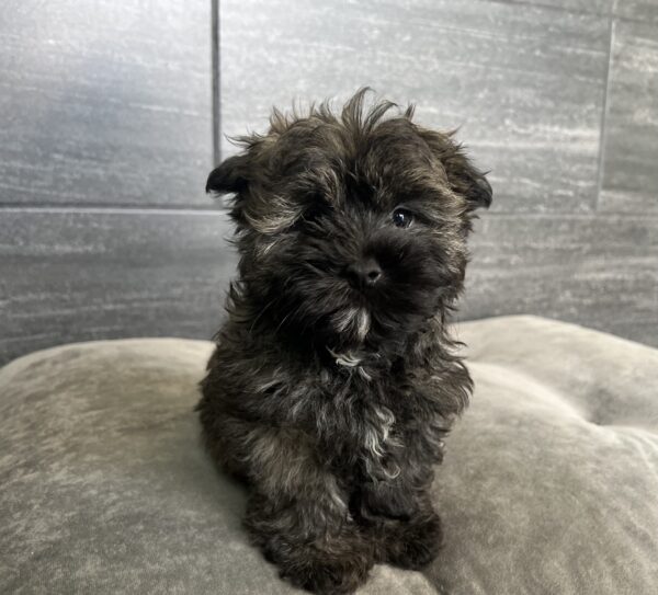 [#M09665]  - Brindle M Porkie Puppies for Sale