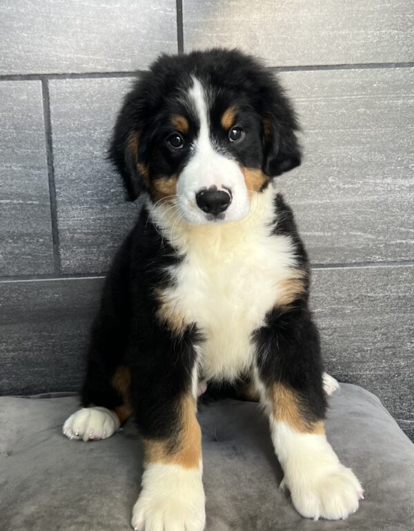 [#251924-01]  - Black Rust / White M Bernese Mountain Dog Puppies for Sale