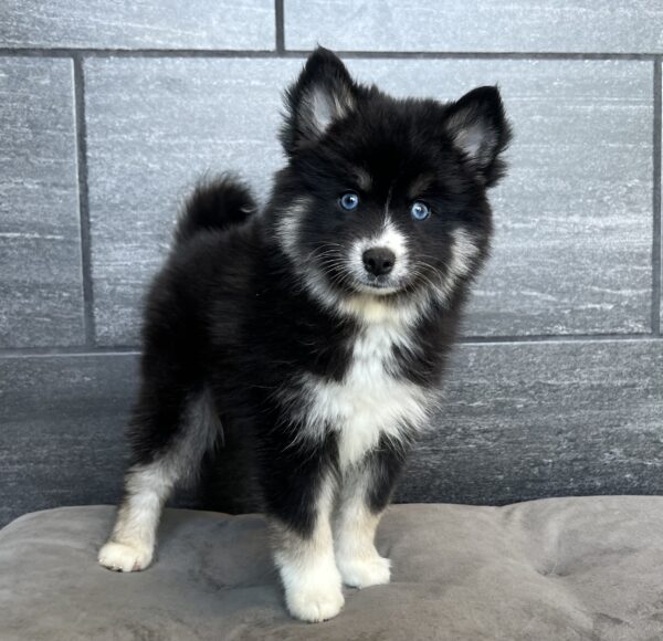 [#252126-04]  - Black / White F Pomsky Puppies for Sale