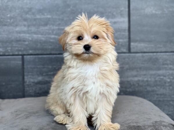 [#252040-04]  - Apricot M Maltipoo Puppies for Sale