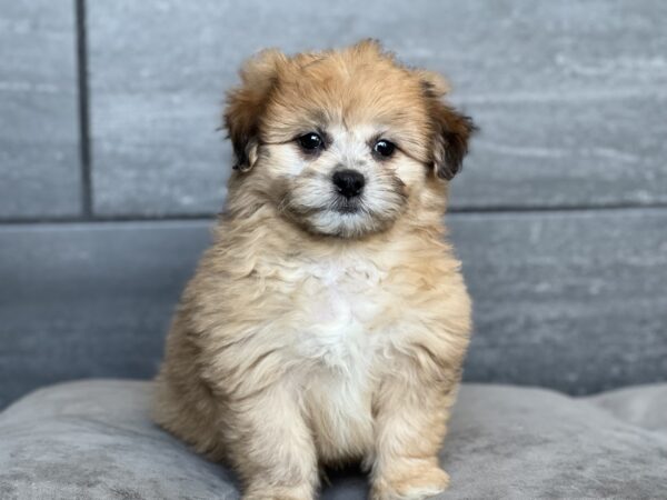 [#252217-03]  - Brown M Shiranian Puppies for Sale