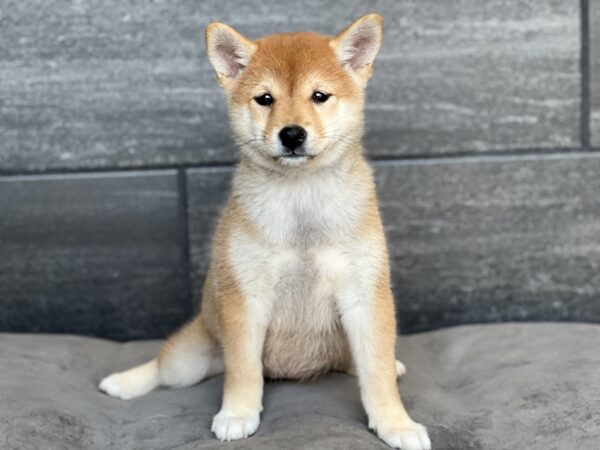 [#252104-04]  - Red F Shiba Inu Puppies for Sale