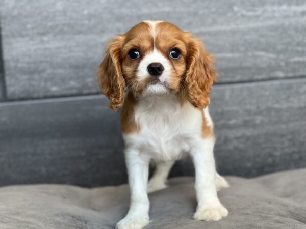 [#M09517]  - Blenheim M Cavalier King Charles Spaniel Puppies for Sale