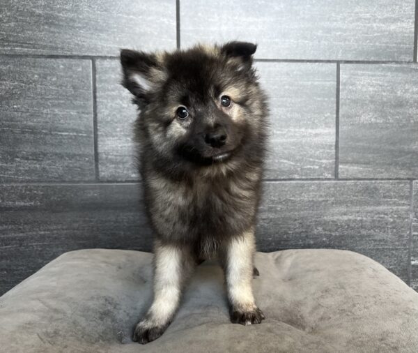 [#M11579]  - Grey Silver and Black M Keeshond Puppies for Sale
