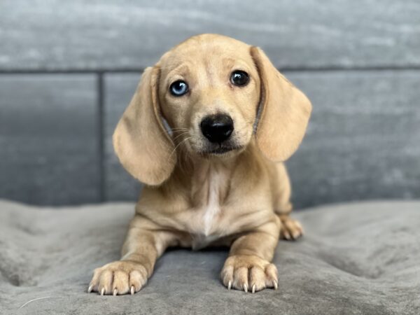 [#25436-01]  - Cream / White F Dachshund Puppies for Sale