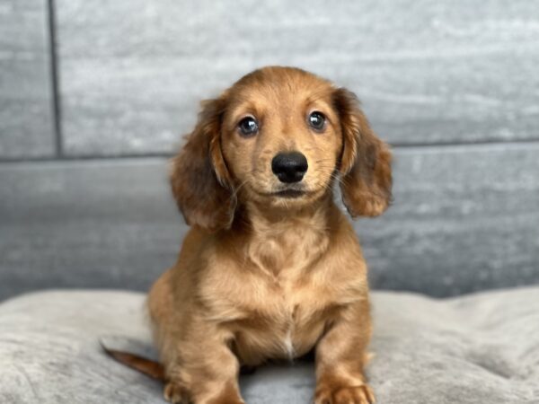 [#M09588]  - Red M Dachshund Puppies for Sale