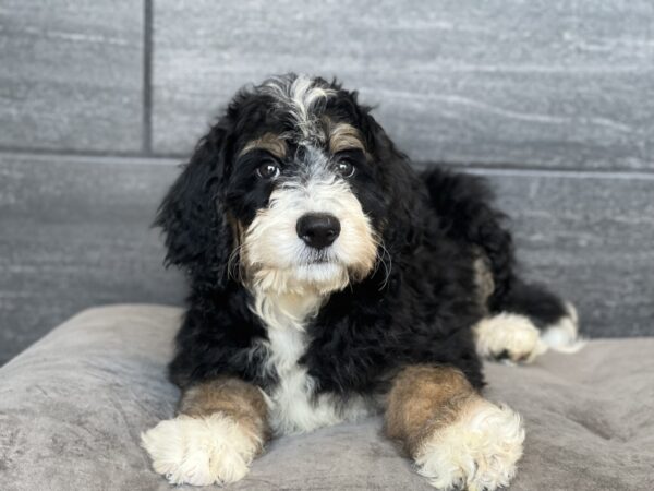 [#252112-02]  - Black Tan / White M Bernedoodle Puppies for Sale