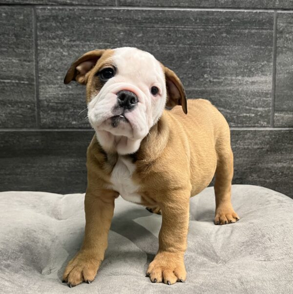 [#25443-04]  - F Bulldog Puppies for Sale