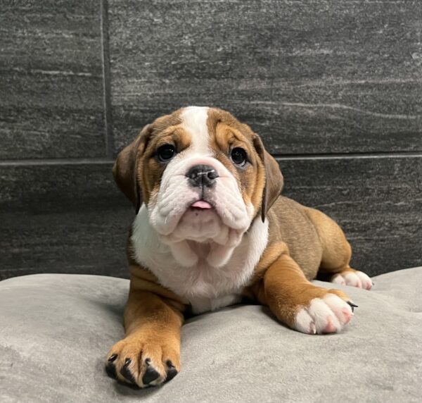 [#25443-03]  - F Bulldog Puppies for Sale