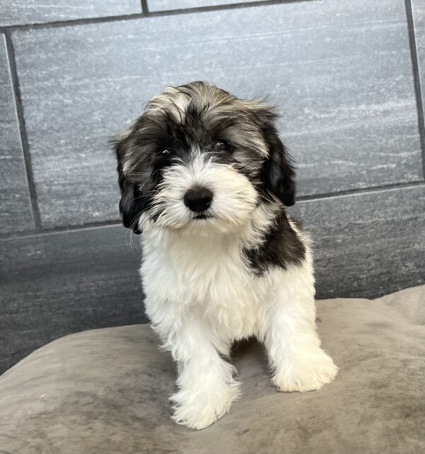 Puppies For Sale Coton De Tulear Breeder Near Me Coton De Tulear