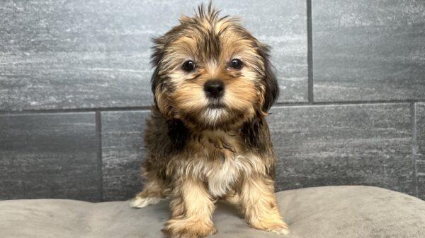 [#251662-03]  - Brown F Shorkie Puppies for Sale