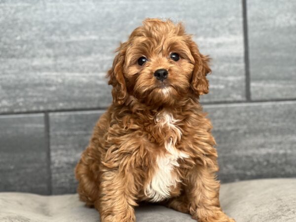 [#252347-01]  - Red M Cavapoo Puppies for Sale