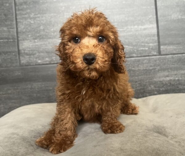 [#252374-03]  - Red / White M Goldendoodle Mini 2nd Gen Puppies for Sale