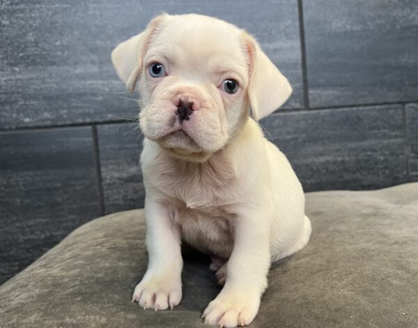 [#252542-02]  - Cream M Frug Puppies for Sale